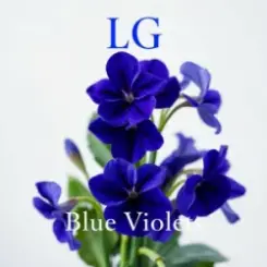 Lali Gordzamashvili - ლურჯი იები-Blue Violets слушать онлайн